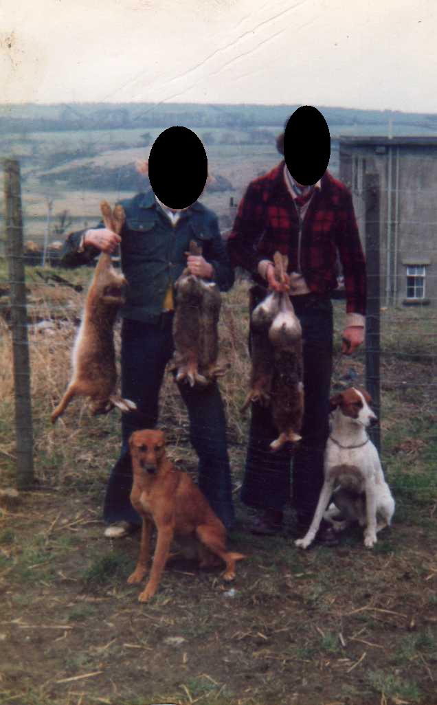 Minshaw lurchers sales